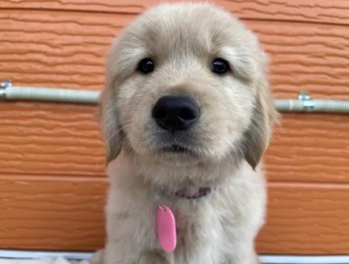 ゴールデンレトリバー(茨城県・男の子・2025/10/22・ゴールド)の子犬情報! | 福田 祥子ブリーダー(886)