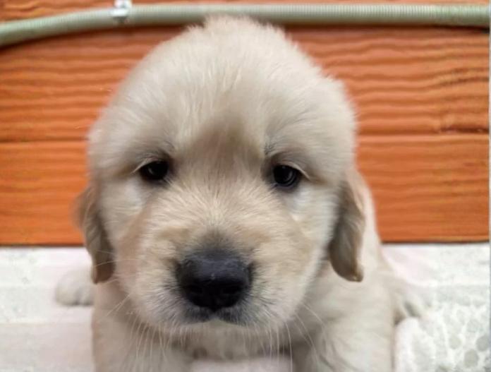 ゴールデンレトリバー(茨城県・男の子・2025/10/22・ゴールド)の子犬情報! | 福田 祥子ブリーダー(887)