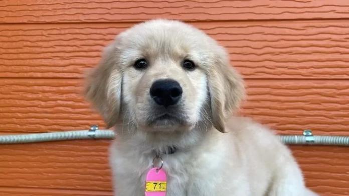 ゴールデンレトリバー(茨城県・男の子・2025/10/22・ゴールド)の子犬情報! | 福田 祥子ブリーダー(887)