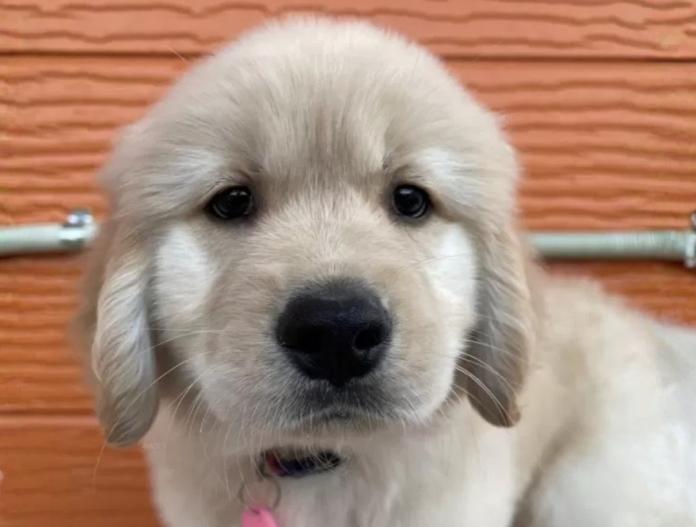 ゴールデンレトリバー(茨城県・男の子・2025/10/22・ゴールド)の子犬情報! | 福田 祥子ブリーダー(887)