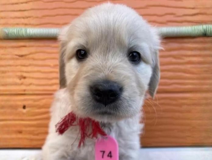 ゴールデンレトリバー(茨城県・女の子・2025/11/07・ゴールド)の子犬情報! | 福田 祥子ブリーダー(939)