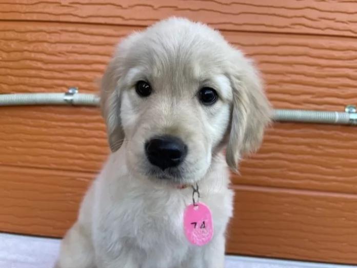 ゴールデンレトリバー(茨城県・女の子・2025/11/07・ゴールド)の子犬情報! | 福田 祥子ブリーダー(939)