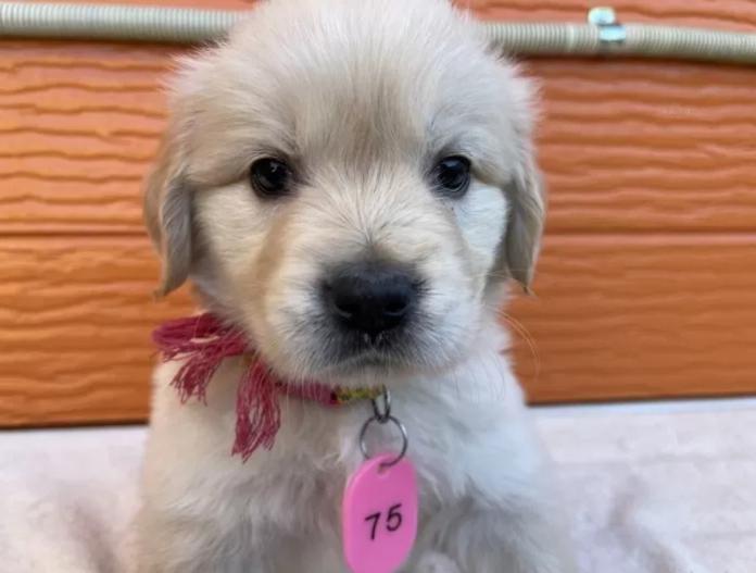 ゴールデンレトリバー(茨城県・女の子・2025/11/07・ゴールド)の子犬情報! | 福田 祥子ブリーダー(940)