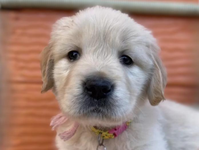 ゴールデンレトリバー(茨城県・女の子・2025/11/07・ゴールド)の子犬情報! | 福田 祥子ブリーダー(941)