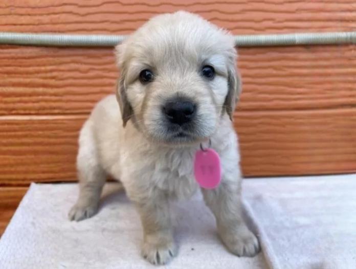 ゴールデンレトリバー(茨城県・女の子・2025/11/07・ゴールド)の子犬情報! | 福田 祥子ブリーダー(942)