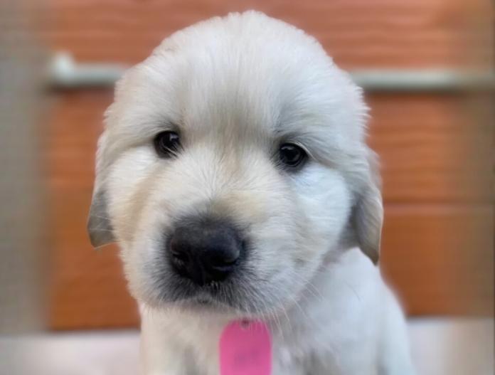 ゴールデンレトリバー(茨城県・男の子・2025/11/07・ゴールド)の子犬情報! | 福田 祥子ブリーダー(943)