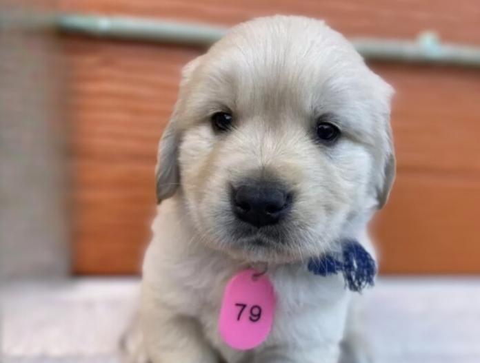 ゴールデンレトリバー(茨城県・男の子・2025/11/07・ゴールド)の子犬情報! | 福田 祥子ブリーダー(944)