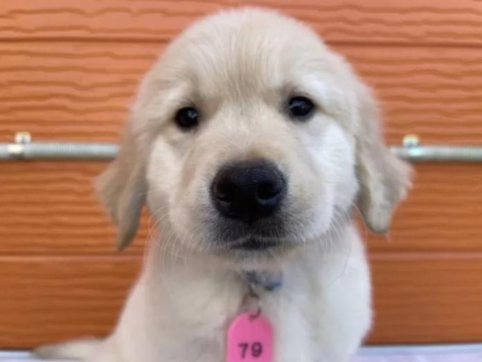 ゴールデンレトリバー(茨城県・男の子・2025/11/07・ゴールド)の子犬情報! | 福田 祥子ブリーダー(944)