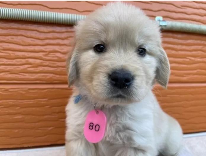 ゴールデンレトリバー(茨城県・男の子・2025/11/07・ゴールド)の子犬情報! | 福田 祥子ブリーダー(945)