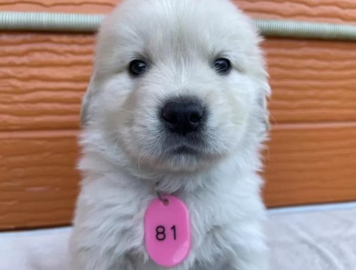 ゴールデンレトリバー(茨城県・男の子・2025/11/07・ゴールド)の子犬情報! | 福田 祥子ブリーダー(946)