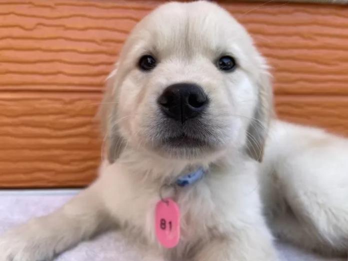 ゴールデンレトリバー(茨城県・男の子・2025/11/07・ゴールド)の子犬情報! | 福田 祥子ブリーダー(946)