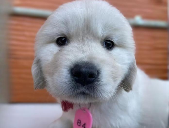 ゴールデンレトリバー(茨城県・女の子・2025/11/07・ゴールド)の子犬情報! | 福田 祥子ブリーダー(947)