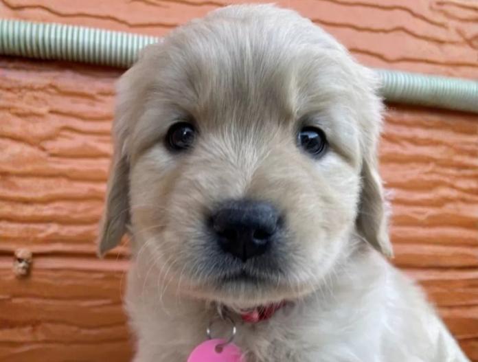 ゴールデンレトリバー(茨城県・女の子・2025/11/07・ゴールド)の子犬情報! | 福田 祥子ブリーダー(948)