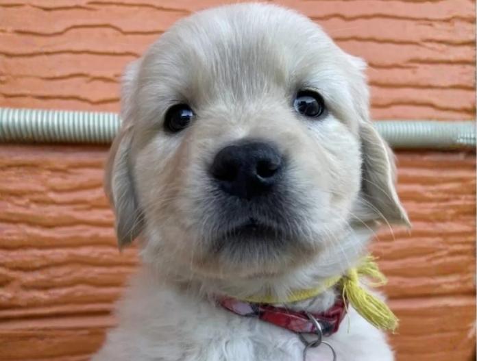 ゴールデンレトリバー(茨城県・女の子・2025/11/07・ゴールド)の子犬情報! | 福田 祥子ブリーダー(949)