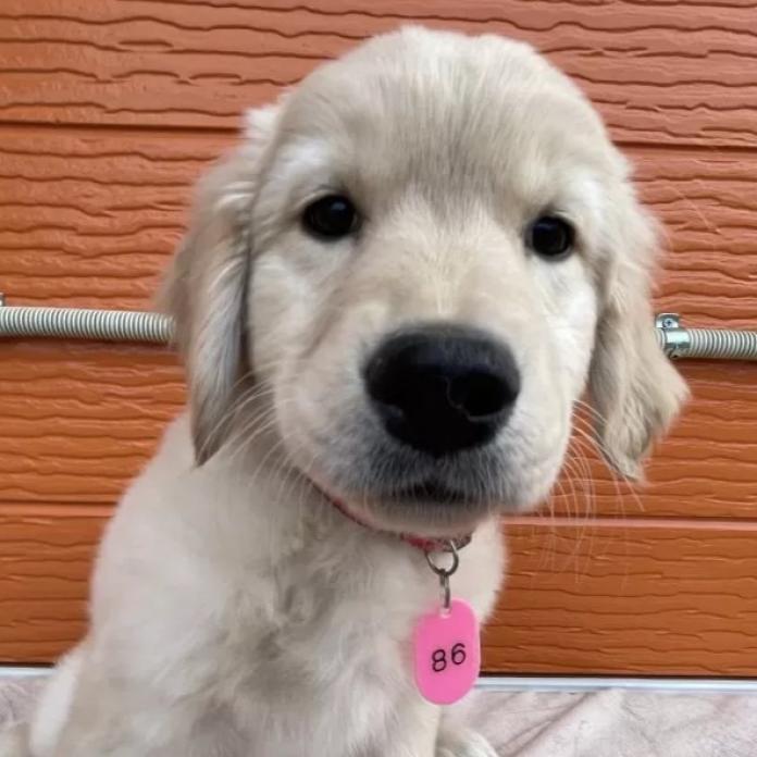 ゴールデンレトリバー(茨城県・女の子・2025/11/07・ゴールド)の子犬情報! | 福田 祥子ブリーダー(949)