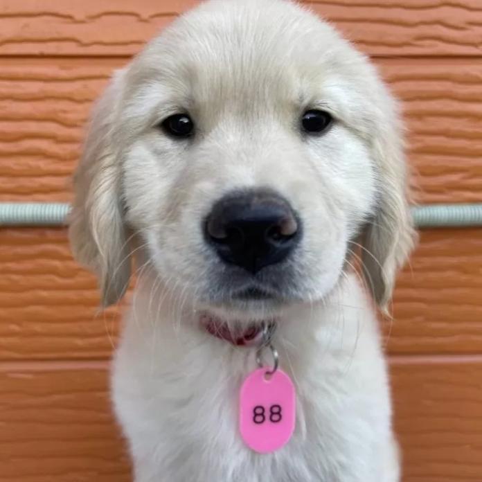 ゴールデンレトリバー(茨城県・女の子・2025/11/07・ゴールド)の子犬情報! | 福田 祥子ブリーダー(950)