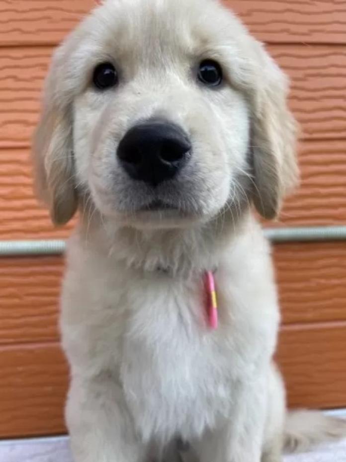 ゴールデンレトリバー(茨城県・男の子・2025/10/22・ゴールド)の子犬情報! | 福田 祥子ブリーダー(981)