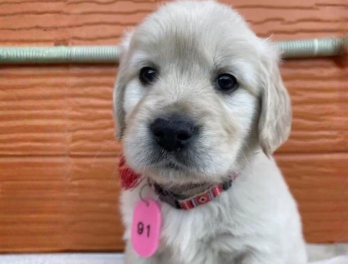 ゴールデンレトリバー(茨城県・女の子・2025/11/10・ゴールド)の子犬情報! | 福田 祥子ブリーダー(982)