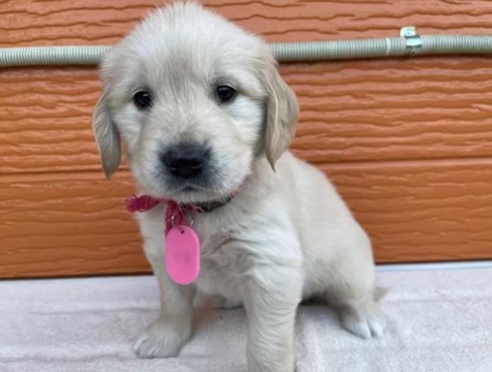 ゴールデンレトリバー(茨城県・女の子・2025/11/10・ゴールド)の子犬情報! | 福田 祥子ブリーダー(983)