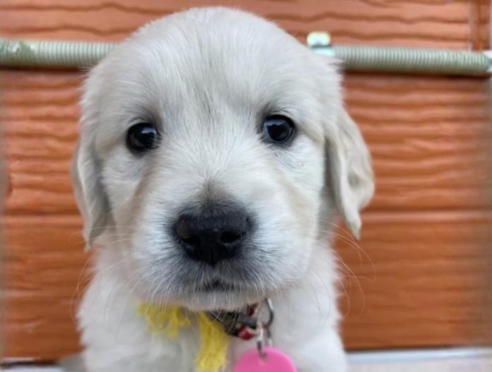 ゴールデンレトリバー(茨城県・女の子・2025/11/10・ゴールド)の子犬情報! | 福田 祥子ブリーダー(984)