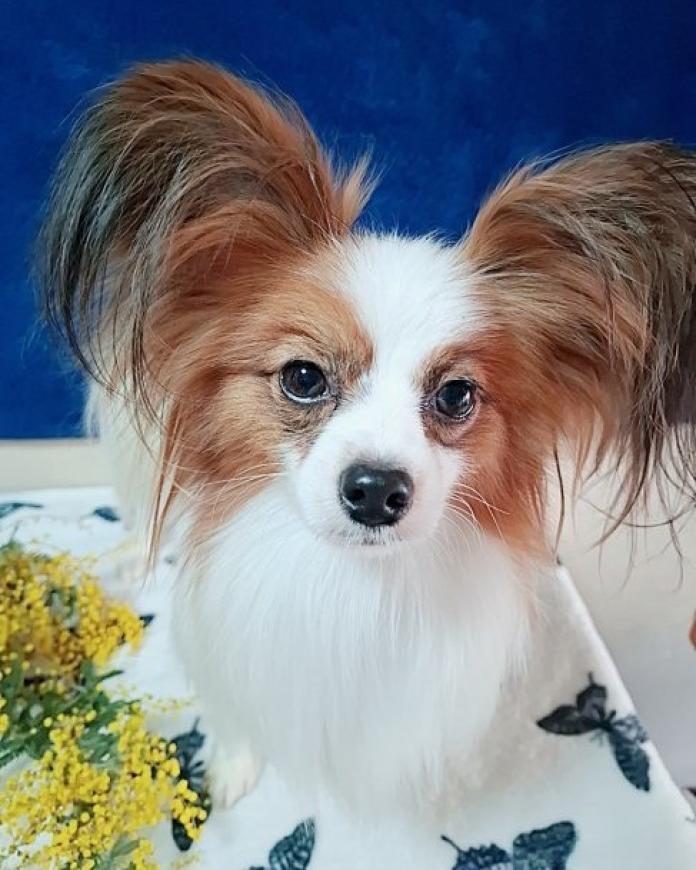 犬のプロフィール画像