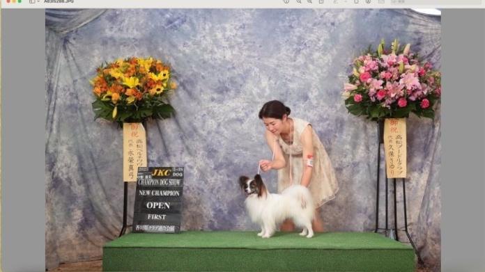 犬のプロフィール画像