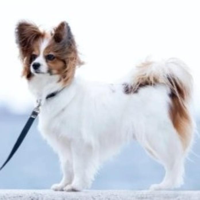 犬のプロフィール画像