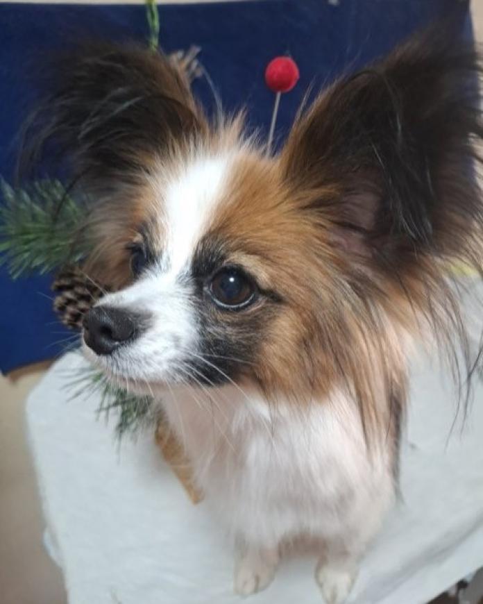 犬のプロフィール画像