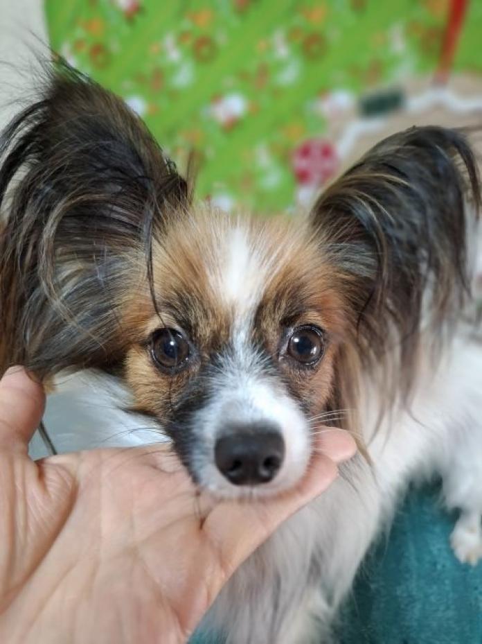 犬のプロフィール画像