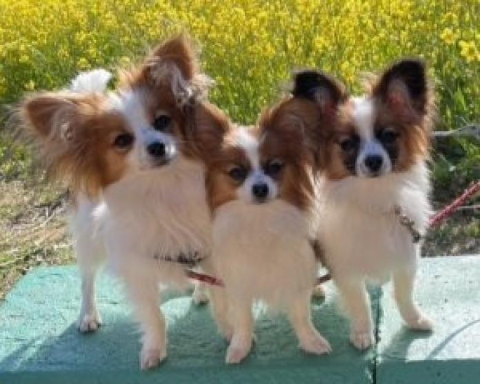 ブリーダー、犬に関する画像