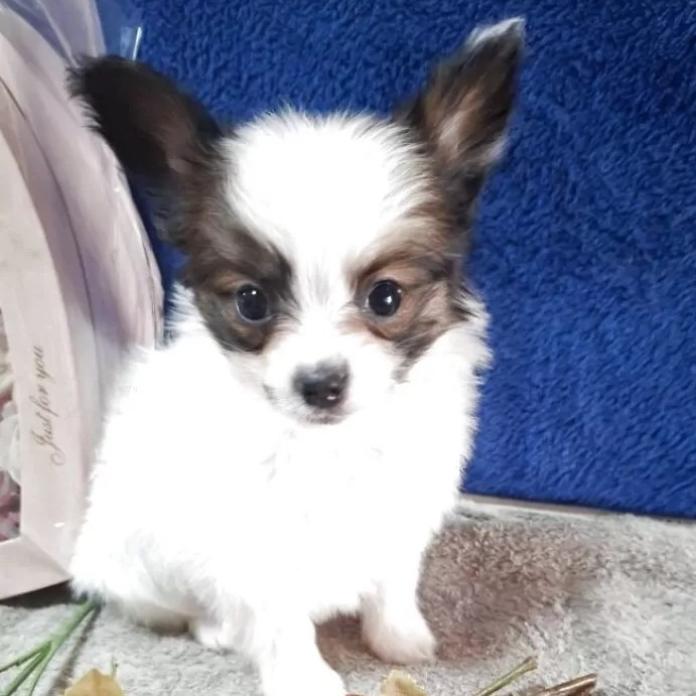 パピヨン(愛媛県・男の子・2025/12/04・ホワイト&セーブル)の子犬情報! | 宮内 美里ブリーダー(1110)