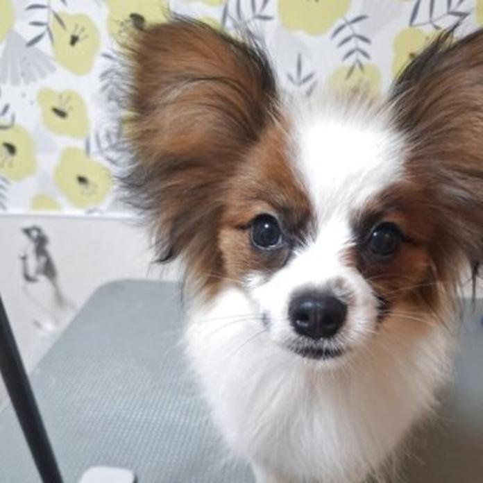 パピヨン(1110)の子犬情報