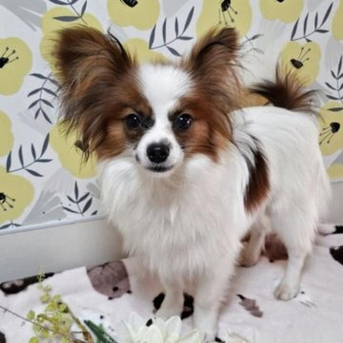 パピヨン(1110)の子犬情報