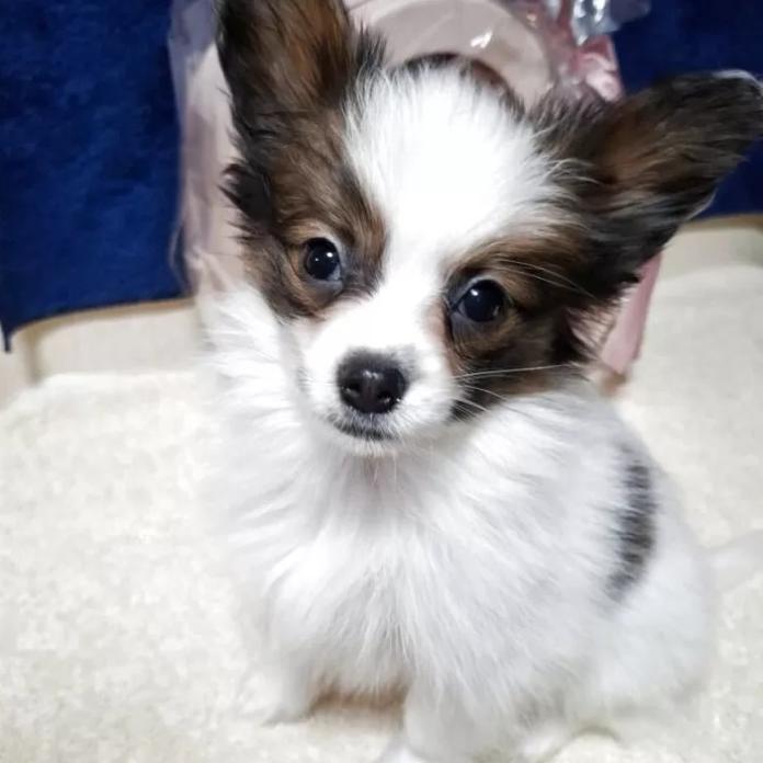 パピヨン(愛媛県・男の子・2025/12/04・ホワイト&セーブル)の子犬情報! | 宮内 美里ブリーダー(1110)