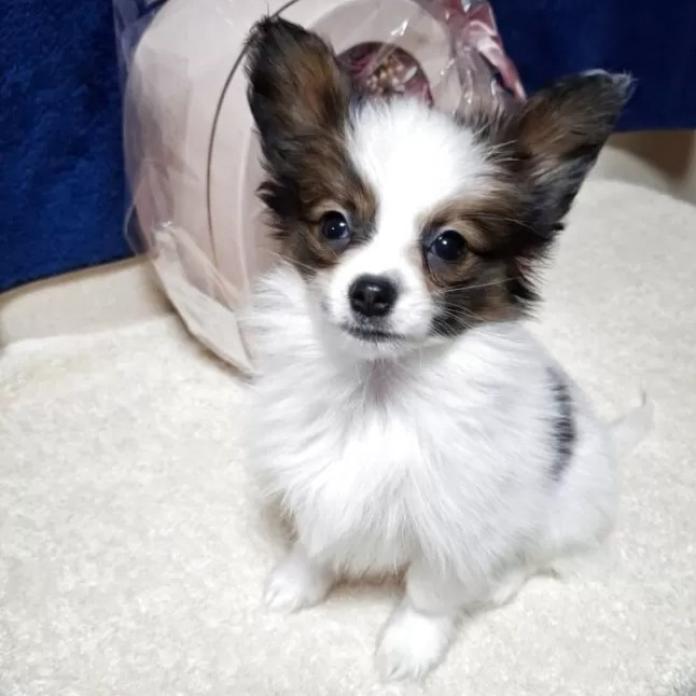 パピヨン(愛媛県・男の子・2025/12/04・ホワイト&セーブル)の子犬情報! | 宮内 美里ブリーダー(1110)