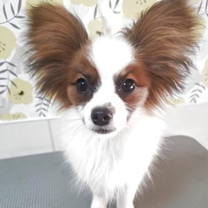 パピヨン(1110)の子犬情報