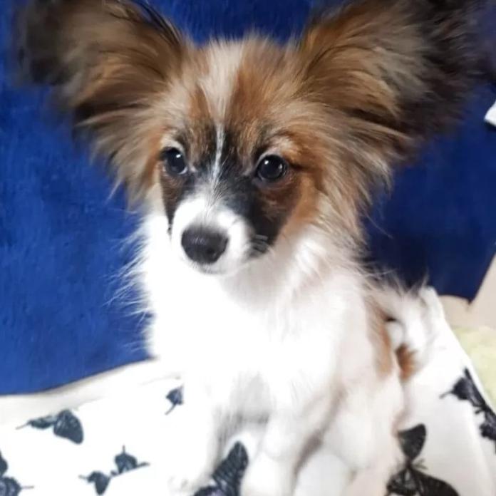 パピヨン(愛媛県・男の子・2025/08/04・ホワイト&セーブル)の子犬情報! | 宮内 美里ブリーダー(1111)