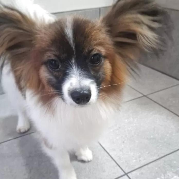 パピヨン(1111)の子犬情報