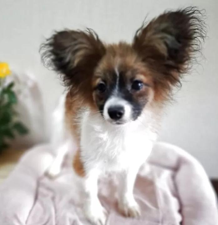 パピヨン(愛媛県・男の子・2025/08/04・ホワイト&セーブル)の子犬情報! | 宮内 美里ブリーダー(1111)