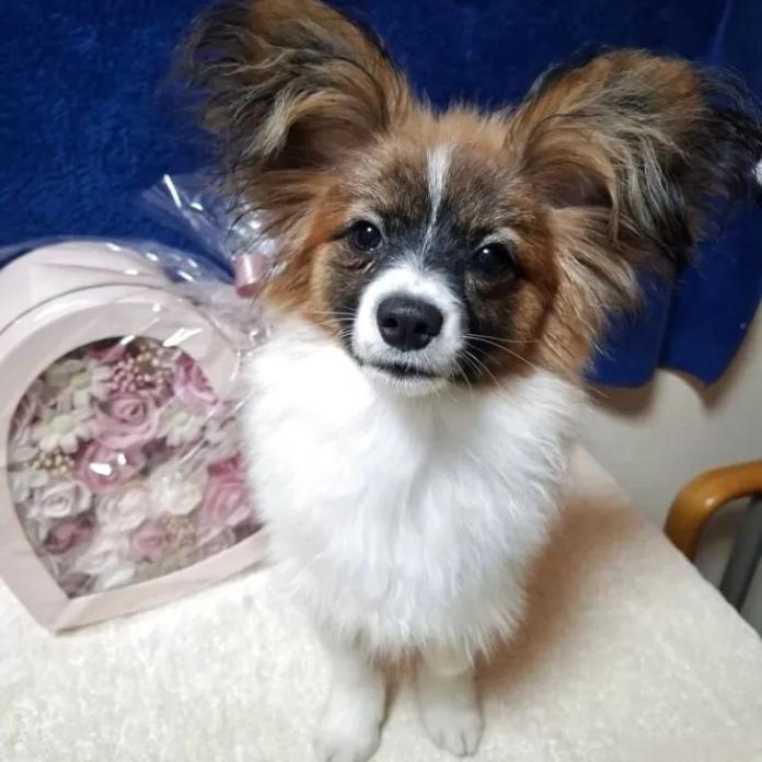 パピヨン(愛媛県・男の子・2025/08/04・ホワイト&セーブル)の子犬情報! | 宮内 美里ブリーダー(1111)