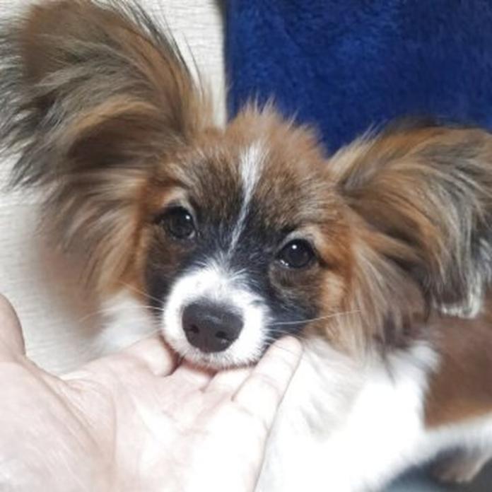 パピヨン(1111)の子犬情報