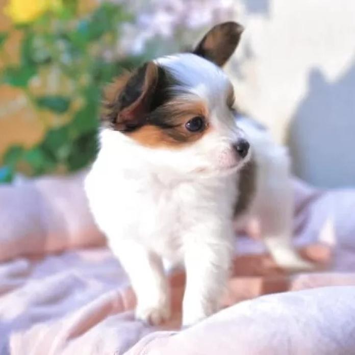 パピヨン(愛媛県・男の子・2025/12/04・ホワイト&セーブル)の子犬情報! | 宮内 美里ブリーダー(1113)