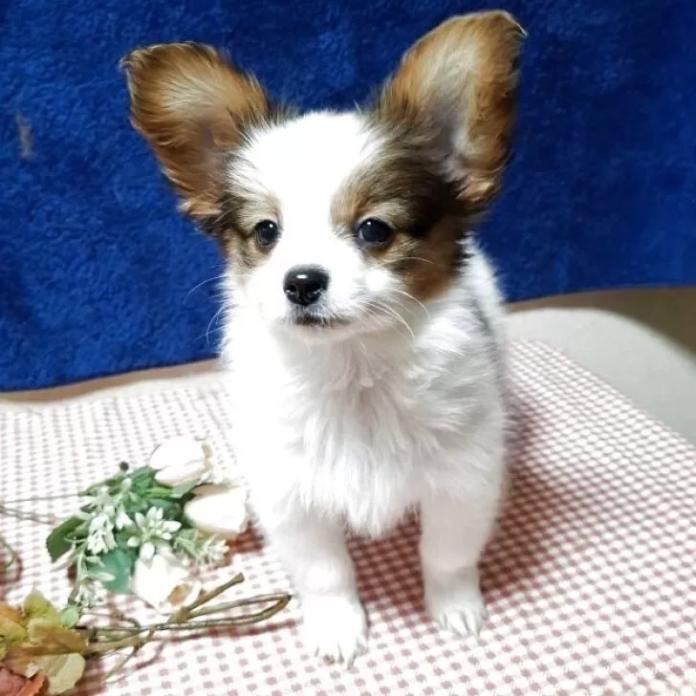 パピヨン(愛媛県・男の子・2025/12/04・ホワイト&セーブル)の子犬情報! | 宮内 美里ブリーダー(1113)