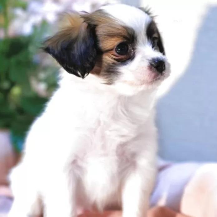 パピヨン(愛媛県・男の子・2025/12/04・ホワイト&セーブル)の子犬情報! | 宮内 美里ブリーダー(1114)