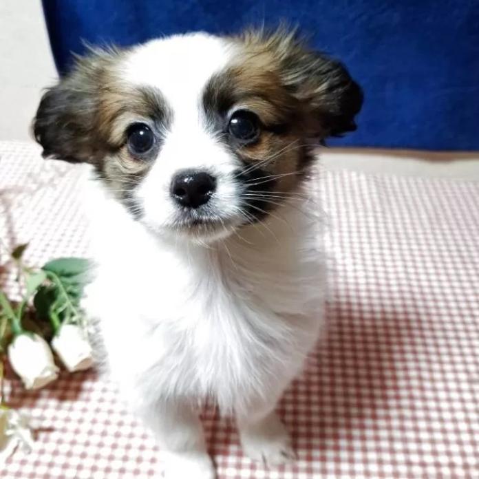 パピヨン(愛媛県・男の子・2025/12/04・ホワイト&セーブル)の子犬情報! | 宮内 美里ブリーダー(1114)