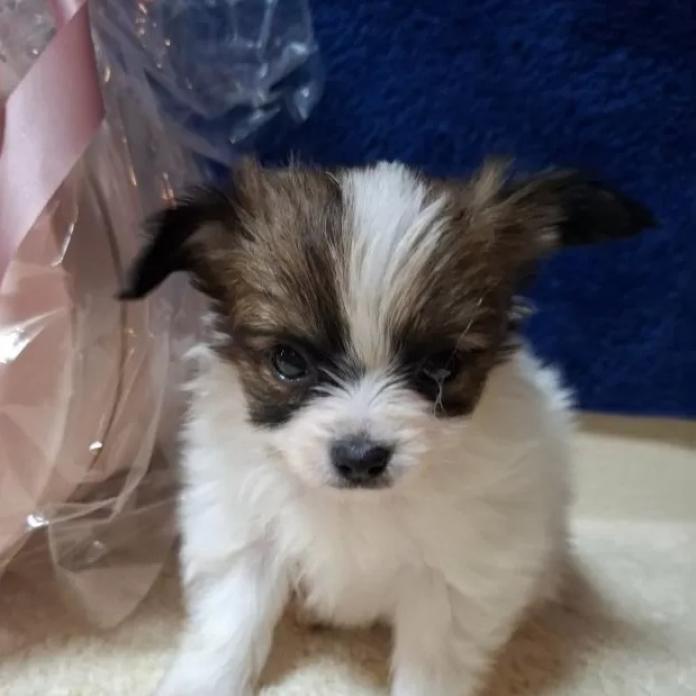 パピヨン(愛媛県・女の子・2026/01/08・ホワイト&ブラウン)の子犬情報! | 宮内 美里ブリーダー(1192)