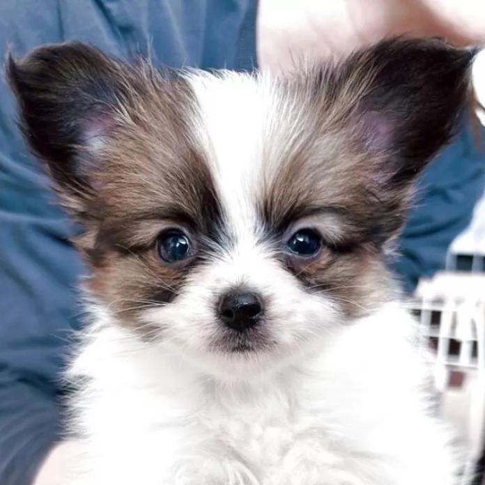 パピヨン(愛媛県・女の子・2026/01/08・ホワイト&ブラウン)の子犬情報! | 宮内 美里ブリーダー(1192)