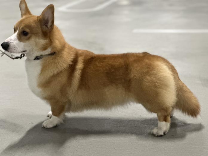 犬のプロフィール画像