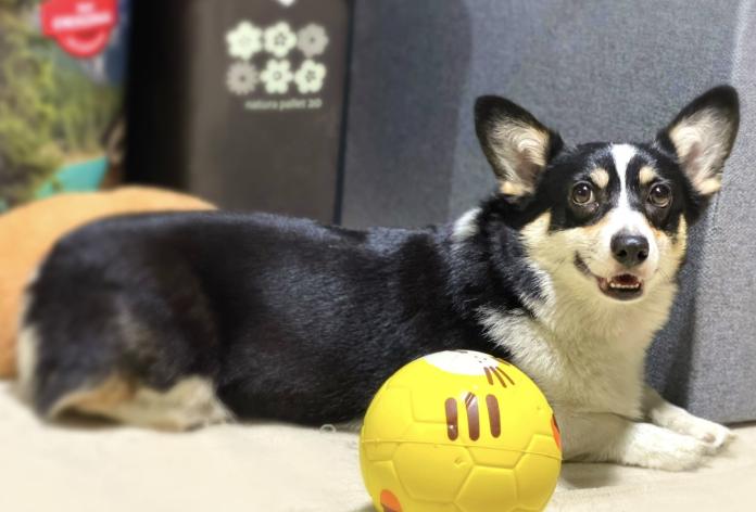 犬のプロフィール画像