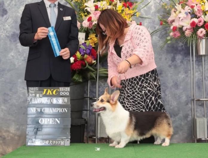 ブリーダー、犬に関する画像